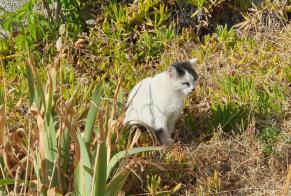 Avviso Ritrovamento Gatto incrocio di razze Non conosciuta , 4 anni Bandol Francia
