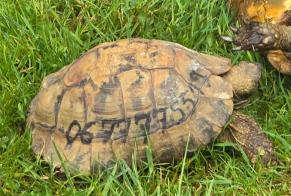 Avviso scomparsa Tartaruga Maschio , 2026 anni Châtellerault Francia