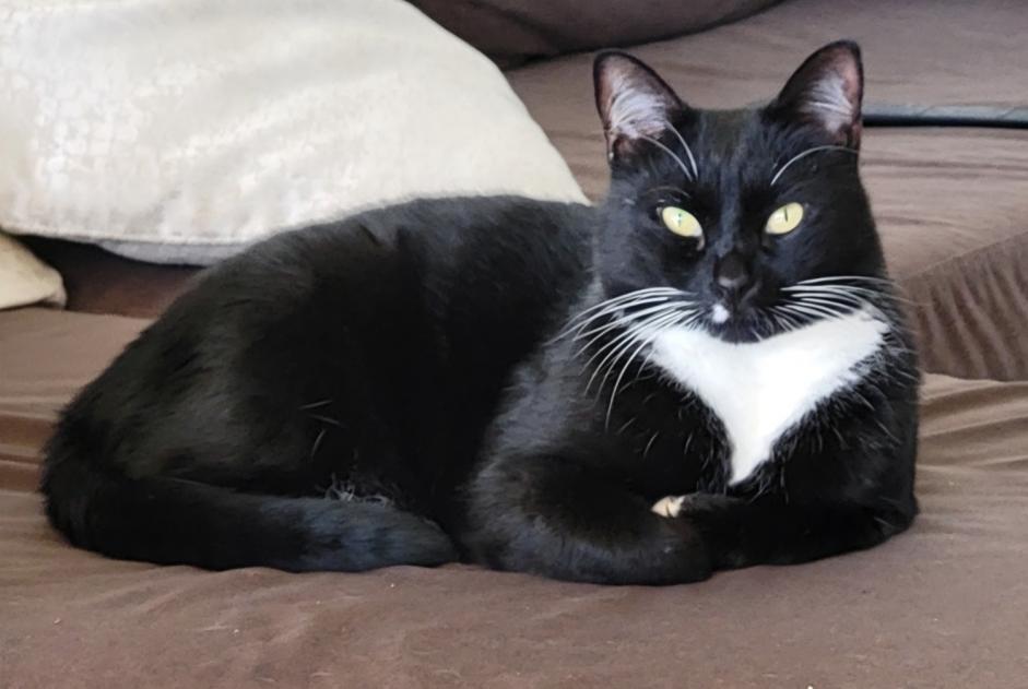 Avviso scomparsa Gatto Maschio , 9 anni Sausset-les-Pins Francia