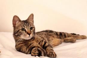 Avviso scomparsa Gatto Maschio , 1 anni Macey Francia