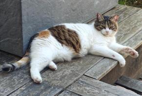 Avviso scomparsa Gatto Femmina , 8 anni Argonay Francia