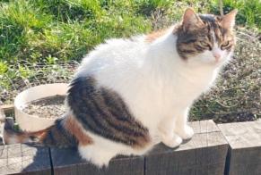 Avviso scomparsa Gatto Femmina , 8 anni Argonay Francia