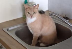Avviso scomparsa Gatto incrocio di razze Femmina , 5 anni Biarritz Francia