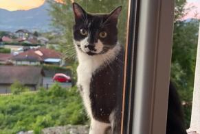 Avviso scomparsa Gatto  Maschio , 3 anni Scionzier Francia