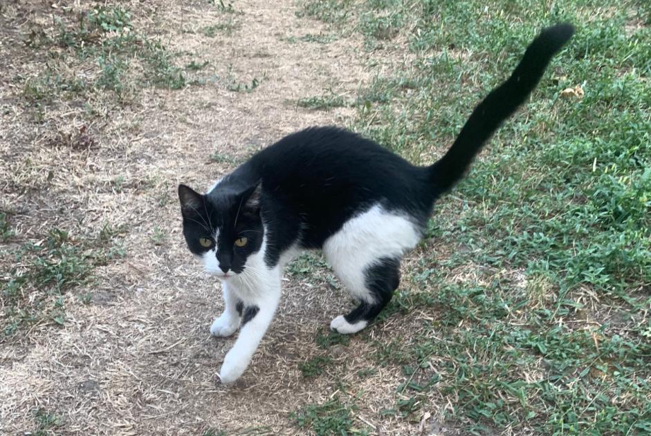 Avviso Ritrovamento Gatto Non conosciuta Colmar Francia
