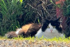 Avviso scomparsa Gatto incrocio di razze Maschio , 5 anni Aigrefeuille Francia