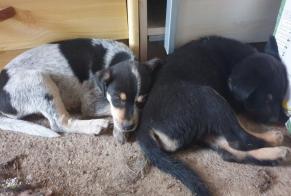 Avviso Ritrovamento Cane incrocio di razze Femmina Albefeuille-Lagarde Francia
