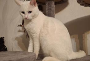 Avviso scomparsa Gatto Femmina , 2 anni Oudrenne Francia