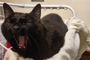Avviso scomparsa Gatto Maschio , 6 anni Marsilly Francia