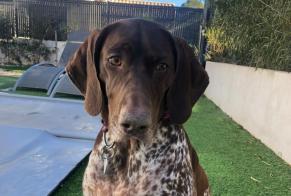 Avviso scomparsa Cane  Femmina , 7 anni Les Trois-Îlets Francia