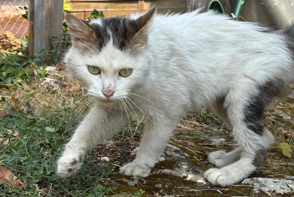 Avviso Ritrovamento Gatto Maschio Chambray-lès-Tours Francia