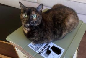 Avviso scomparsa Gatto incrocio di razze Femmina , 6 anni Boulogne-Billancourt Francia