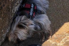 Avviso scomparsa Cane  Femmina , 6 anni Pleslin-Trigavou Francia