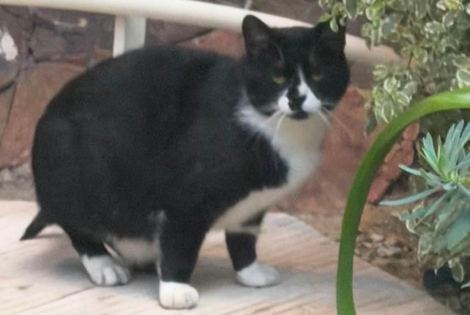 Avviso scomparsa Gatto Maschio , 4 anni Paris Francia