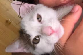 Avviso Ritrovamento Gatto Maschio La Madeleine Francia