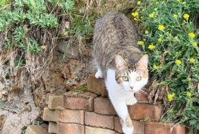 Avviso scomparsa Gatto  Femmina , 1 anni Meulan-en-Yvelines Francia