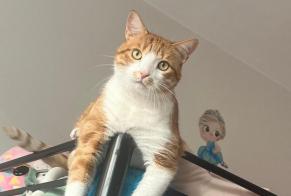 Avviso scomparsa Gatto Maschio , 4 anni Thonon-les-Bains Francia