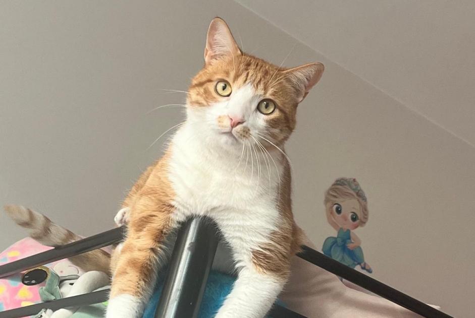 Avviso scomparsa Gatto Maschio , 4 anni Thonon-les-Bains Francia