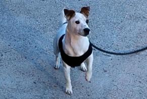 Avviso scomparsa Cane  Maschio , 4 anni Saint-Pierre-du-Fresne Francia