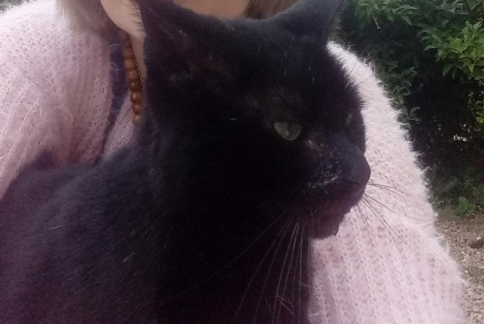 Avviso scomparsa Gatto Maschio , 6 anni Cuise-la-Motte Francia
