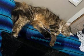 Avviso scomparsa Gatto incrocio di razze Femmina , 4 anni Villeneuve-la-Garenne Francia