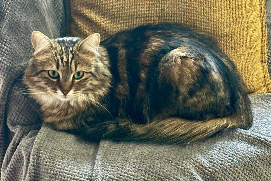 Avviso scomparsa Gatto incrocio di razze Femmina , 4 anni Villeneuve-la-Garenne Francia
