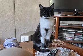 Avviso scomparsa Gatto incrocio di razze Femmina , 5 anni Hennebont Francia