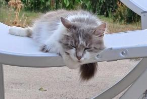 Avviso scomparsa Gatto  Femmina , 9 anni Meilhac Francia