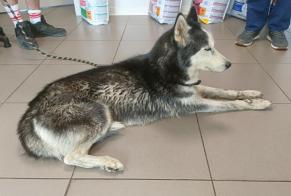 Avviso Ritrovamento Cane  Femmina , 9 anni Sèvremont Francia