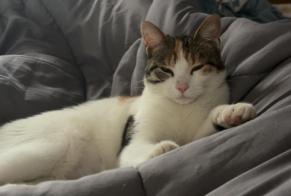 Avviso scomparsa Gatto Femmina , 1 anni Aléria Francia