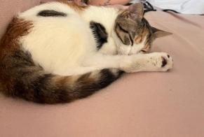 Avviso scomparsa Gatto Femmina , 1 anni Aléria Francia