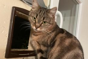 Avviso scomparsa Gatto incrocio di razze Femmina , 4 anni Liverdun Francia