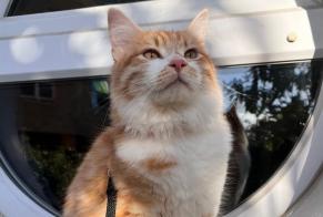 Avviso scomparsa Gatto  Maschio , 1 anni Alfortville Francia