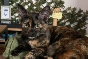 Avviso scomparsa Gatto Femmina , 1 anni Jumencourt Francia