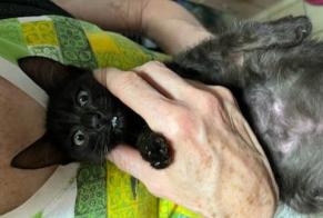 Avviso Ritrovamento Gatto  Non conosciuta Obernai Francia