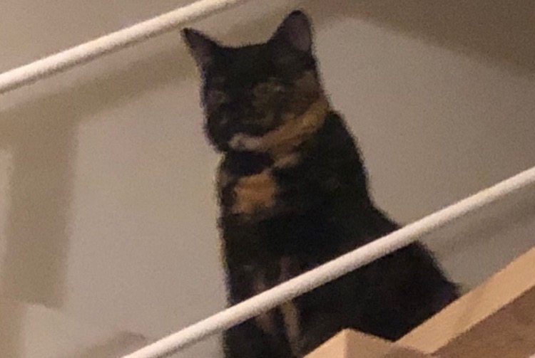 Avviso scomparsa Gatto incrocio di razze Femmina , 6 anni Castanet-Tolosan Francia
