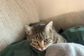 Avviso scomparsa Gatto Maschio , 6 anni Lailly-en-Val Francia