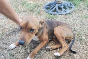 Avviso Ritrovamento Cane incrocio di razze Maschio Bouillac Francia