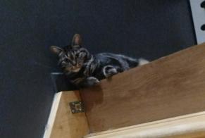Avviso scomparsa Gatto Femmina , 4 anni Val d'Oingt Francia