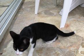 Avviso Ritrovamento Gatto  Maschio Vertheuil Francia