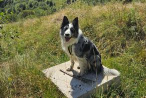 Avviso scomparsa Cane  Maschio , 3 anni Saint-Jean-d'Arves Francia
