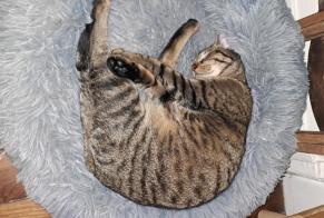 Avviso scomparsa Gatto  Maschio , 1 anni Angoulême Francia
