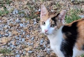 Avviso Ritrovamento Gatto Femmina Carcassonne Francia