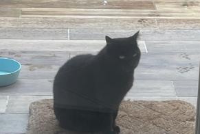 Avviso scomparsa Gatto Femmina , 6 anni Prignac-et-Marcamps Francia