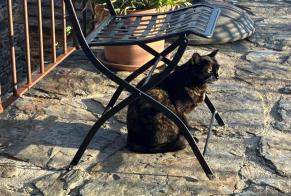 Avviso scomparsa Gatto Femmina , 4 anni Lamelouze Francia