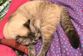 Avviso scomparsa Gatto incrocio di razze Maschio , 43 anni Pulligny Francia