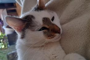 Avviso scomparsa Gatto Femmina , 2 anni Fontenoy Francia