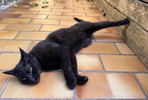 Avviso Ritrovamento Gatto Non conosciuta , 1 anno Bordeaux Francia