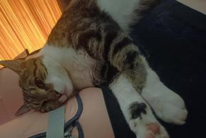 Avviso scomparsa Gatto  Maschio , 6 anni L'Union Francia