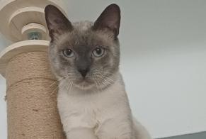 Avviso Ritrovamento Gatto  Maschio Marseille Francia